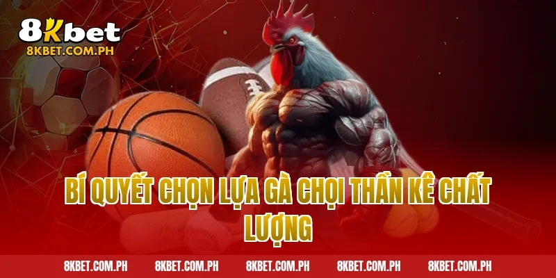 Bí quyết chọn lựa gà chọi thần kê chất lượng
