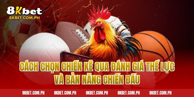 Cách chọn chiến kê qua đánh giá thể lực và bản năng chiến đấu