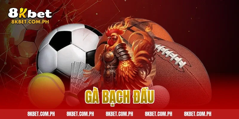 gà bạch đầu