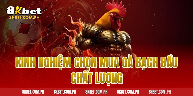 Kinh nghiệm chọn mua gà bạch đầu chất lượng