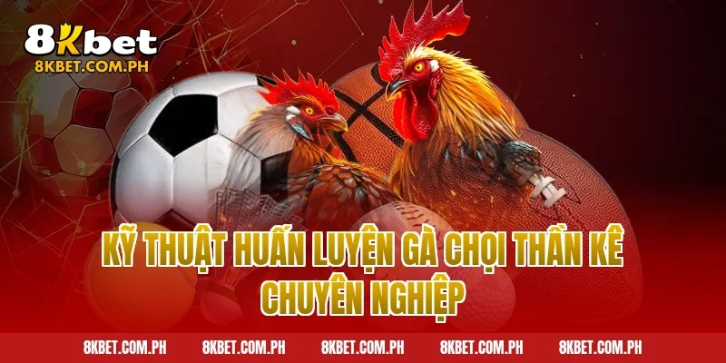 Kỹ thuật huấn luyện gà chọi thần kê chuyên nghiệp