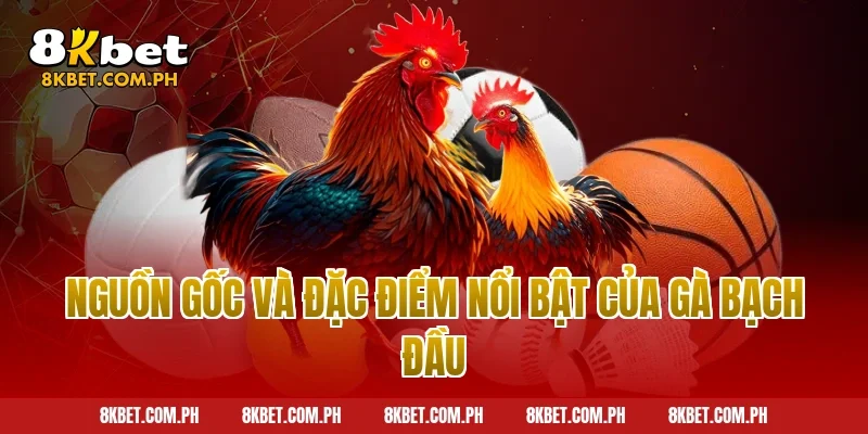 Nguồn gốc và đặc điểm nổi bật của gà bạch đầu